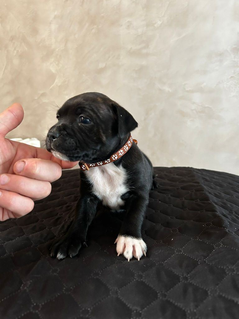 Du Domaine De Sabinus - Chiot disponible  - Staffordshire Bull Terrier