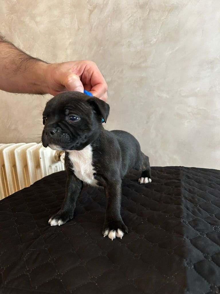 Du Domaine De Sabinus - Chiot disponible  - Staffordshire Bull Terrier