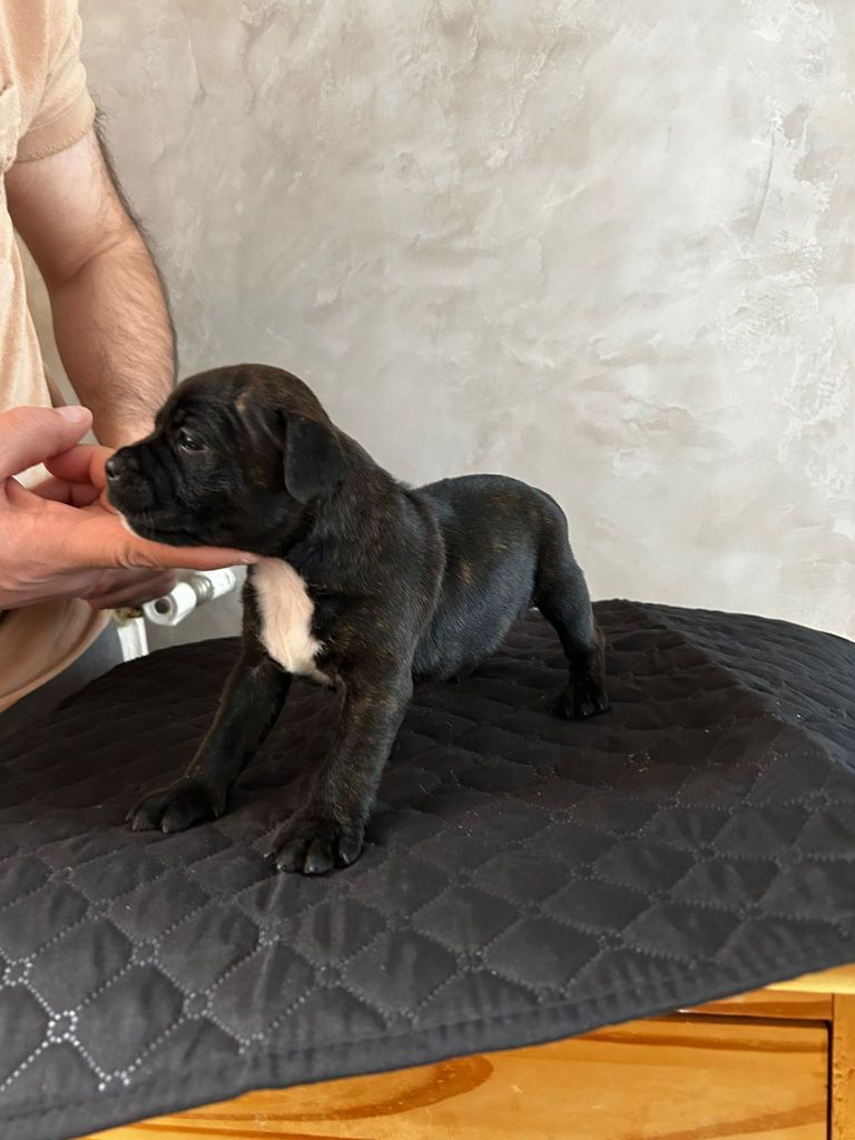 Du Domaine De Sabinus - Chiot disponible  - Staffordshire Bull Terrier