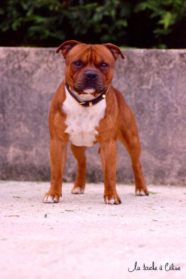 rabid staff's Jesse james