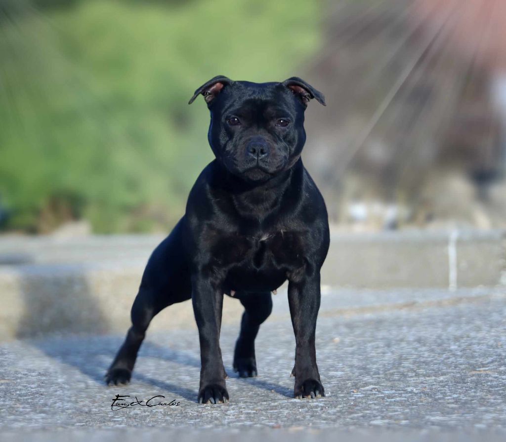 Tessa aka bulma of poudlard Du Domaine De Sabinus