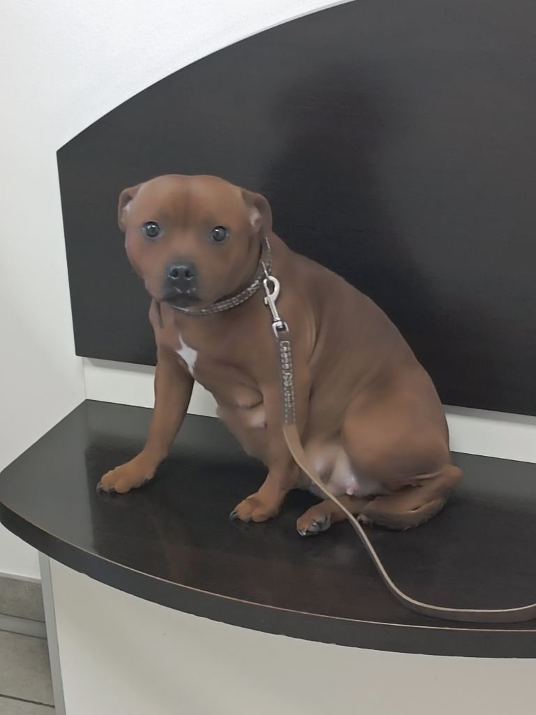 Uzzy of sabinus Un Staffie Sinon Rien