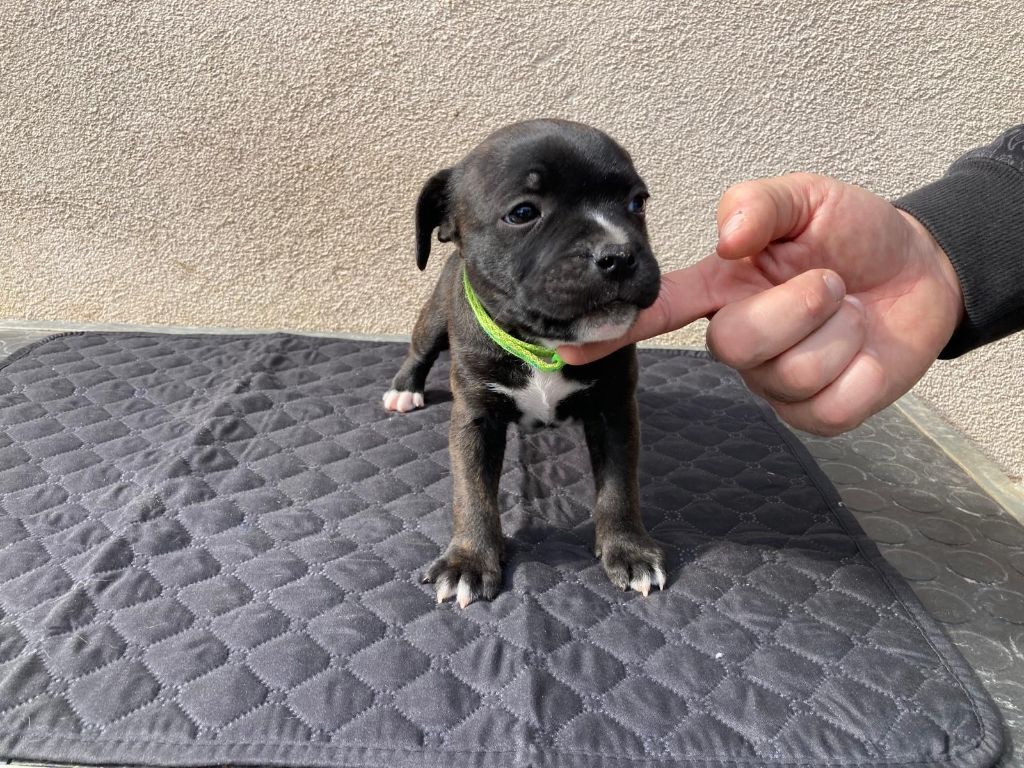 Du Domaine De Sabinus - Chiots disponibles - Staffordshire Bull Terrier