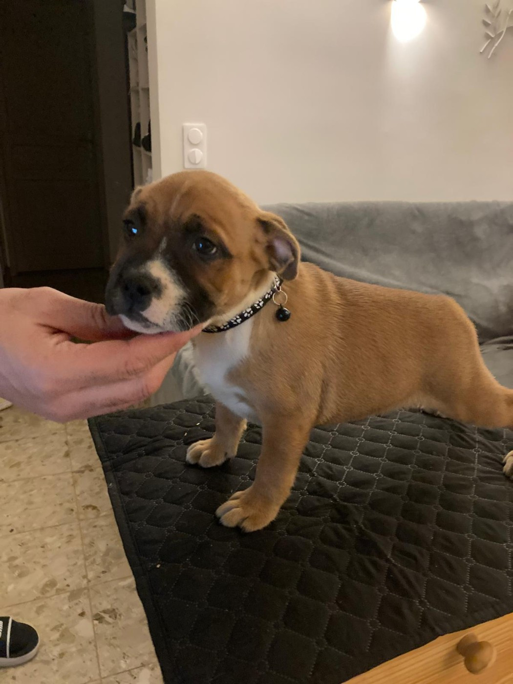 Du Domaine De Sabinus - Chiots disponibles - Staffordshire Bull Terrier