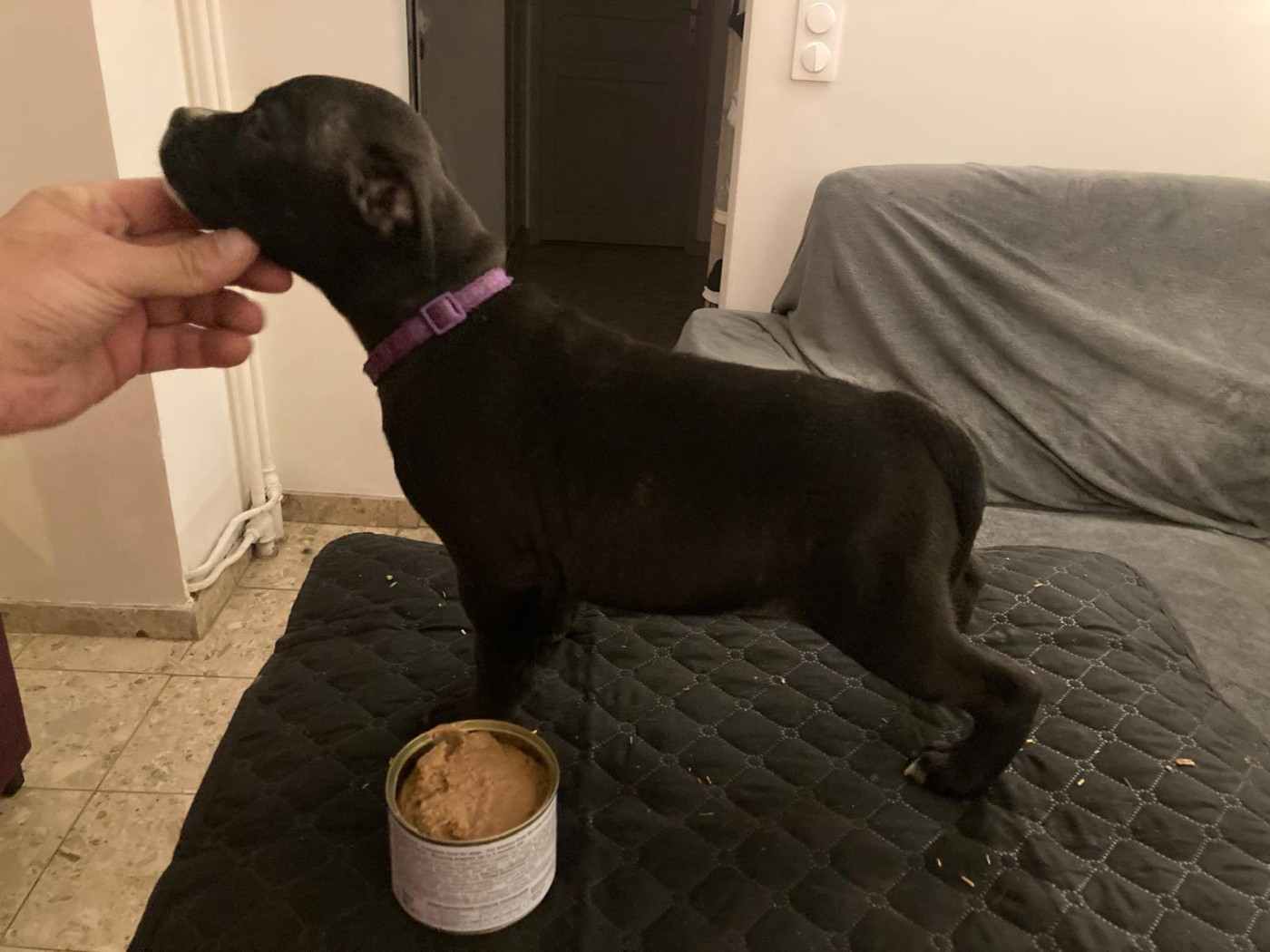 Du Domaine De Sabinus - Chiots disponibles - Staffordshire Bull Terrier