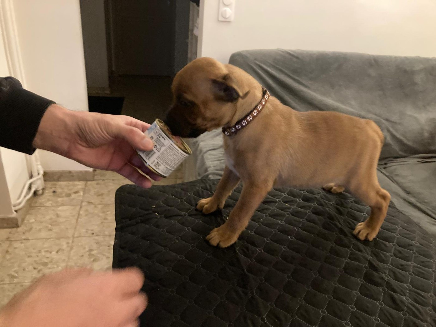 Du Domaine De Sabinus - Chiots disponibles - Staffordshire Bull Terrier