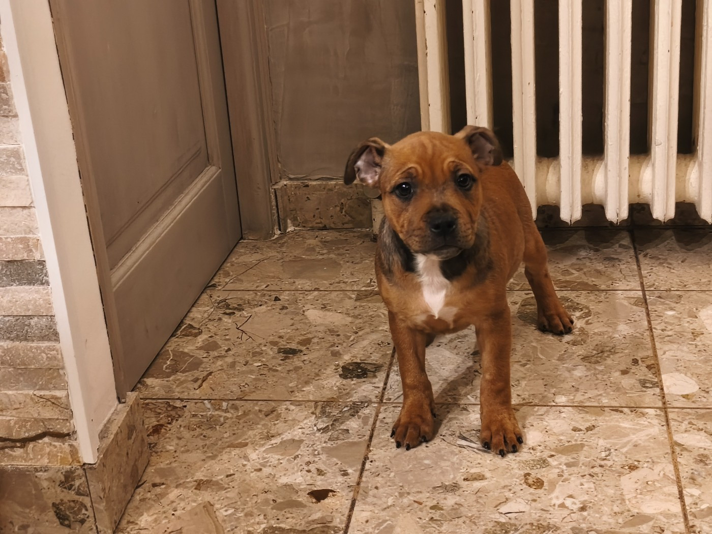 Du Domaine De Sabinus - Chiots disponibles - Staffordshire Bull Terrier