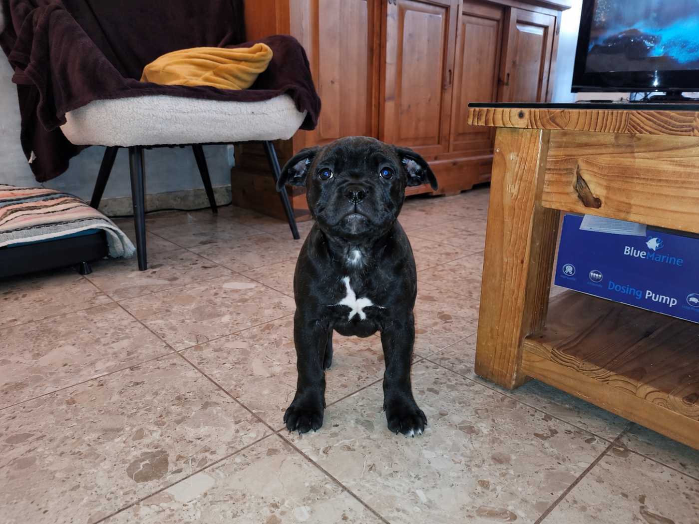 Du Domaine De Sabinus - Chiots disponibles - Staffordshire Bull Terrier