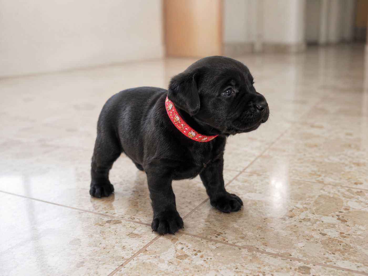 Du Domaine De Sabinus - Chiots disponibles - Staffordshire Bull Terrier