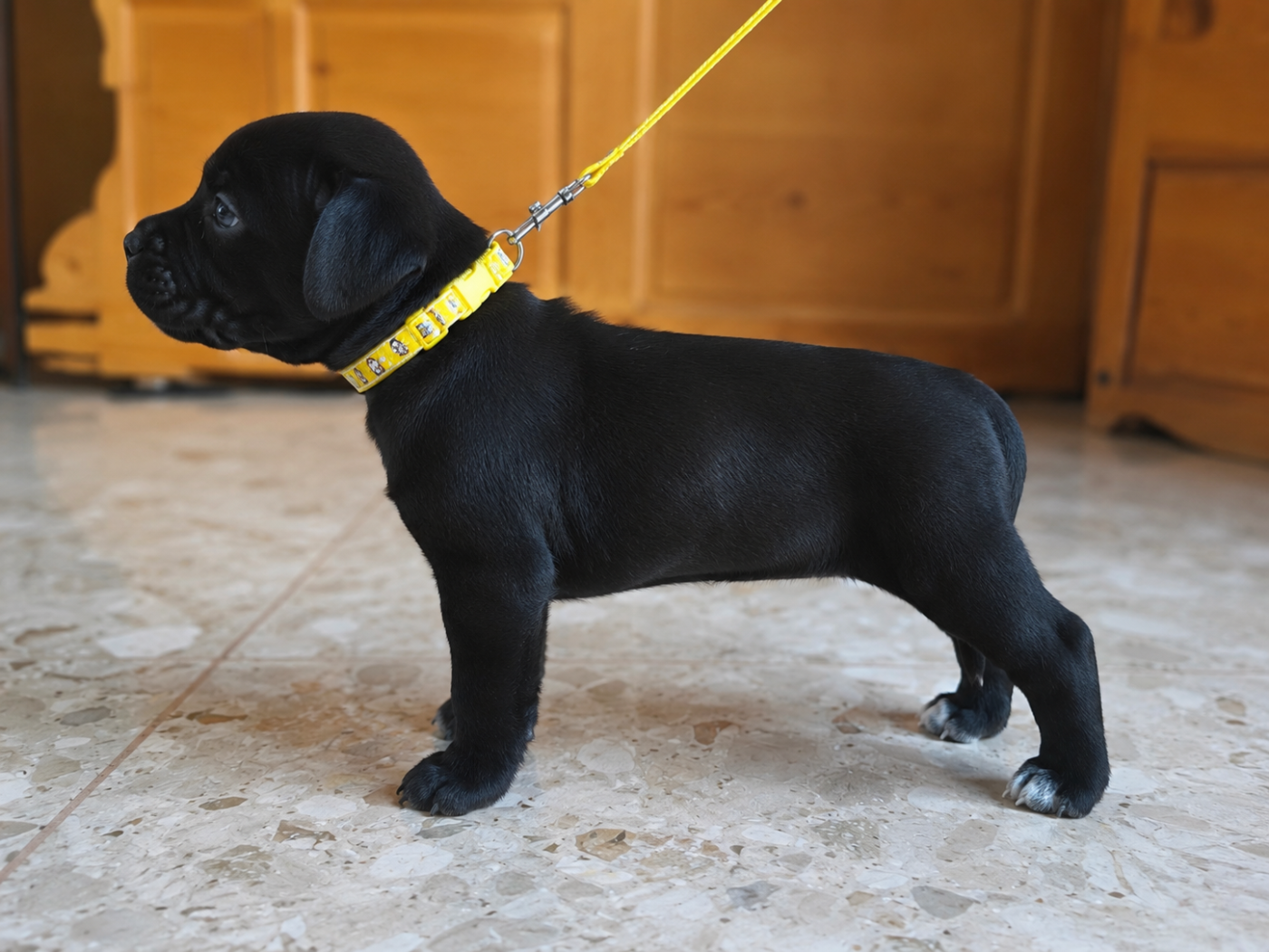 Du Domaine De Sabinus - Chiots disponibles - Staffordshire Bull Terrier