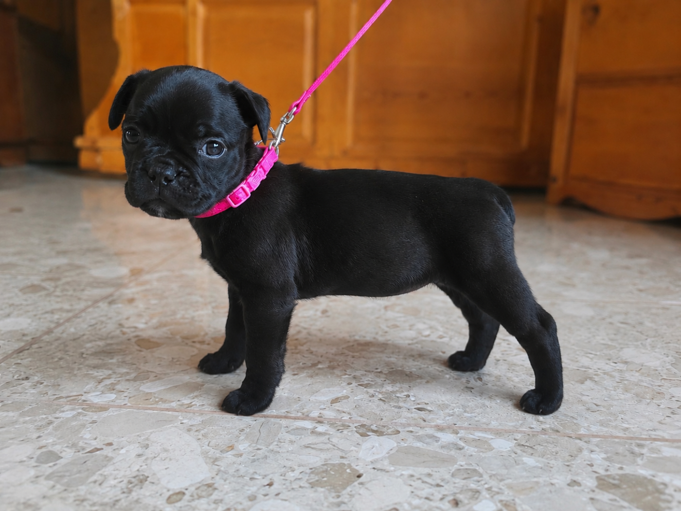 Du Domaine De Sabinus - Chiots disponibles - Staffordshire Bull Terrier
