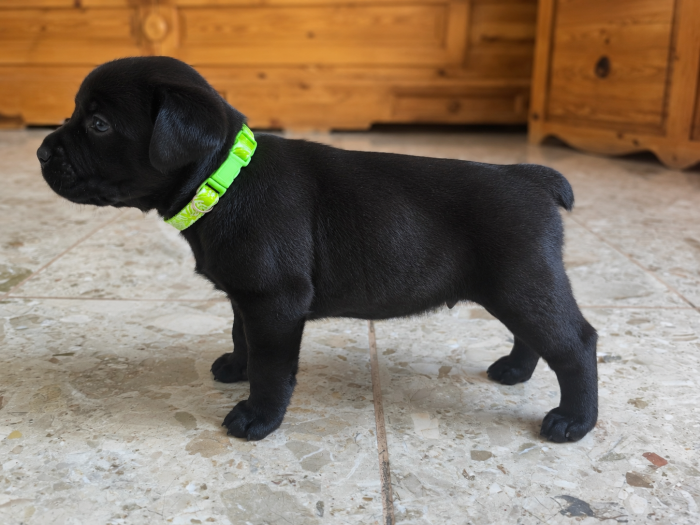 Du Domaine De Sabinus - Chiots disponibles - Staffordshire Bull Terrier