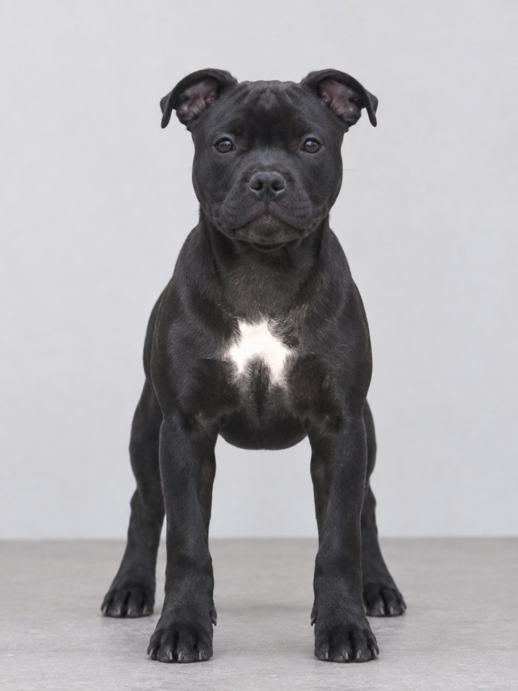 Du Domaine De Sabinus - Chiots disponibles - Staffordshire Bull Terrier