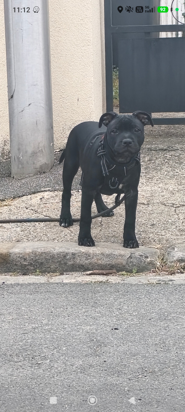 Du Domaine De Sabinus - Chiots disponibles - Staffordshire Bull Terrier