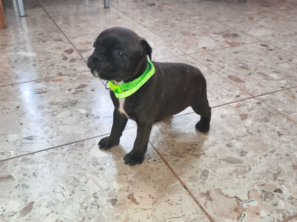 Du Domaine De Sabinus - Chiots disponibles - Staffordshire Bull Terrier