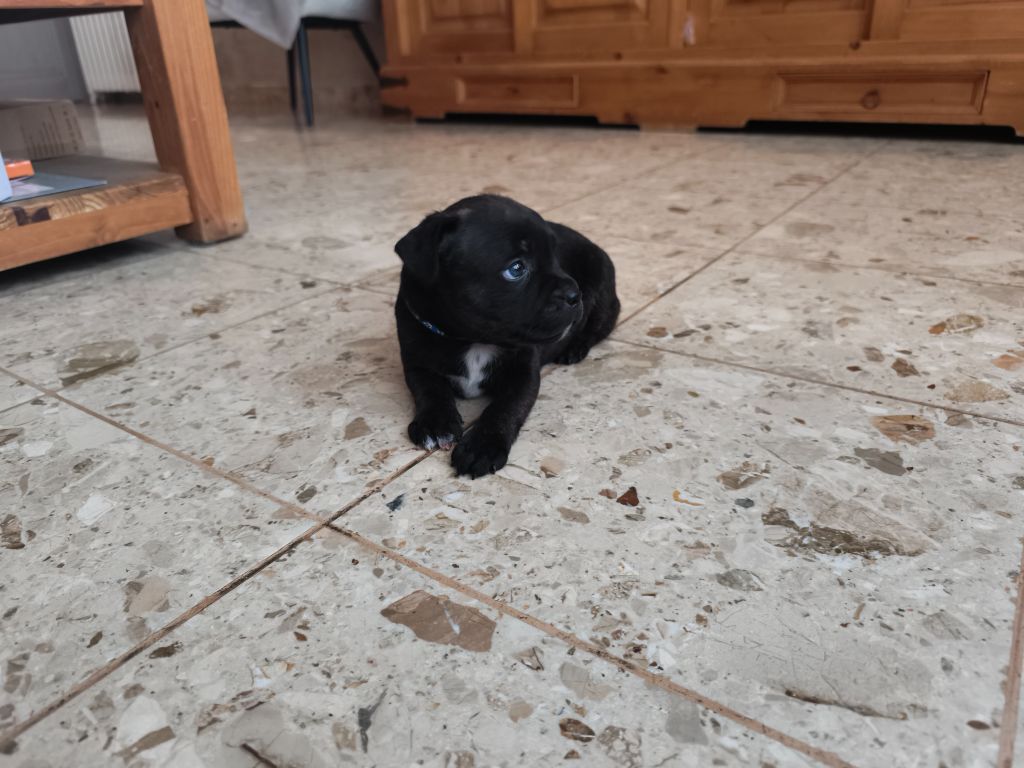 Du Domaine De Sabinus - Chiots disponibles - Staffordshire Bull Terrier