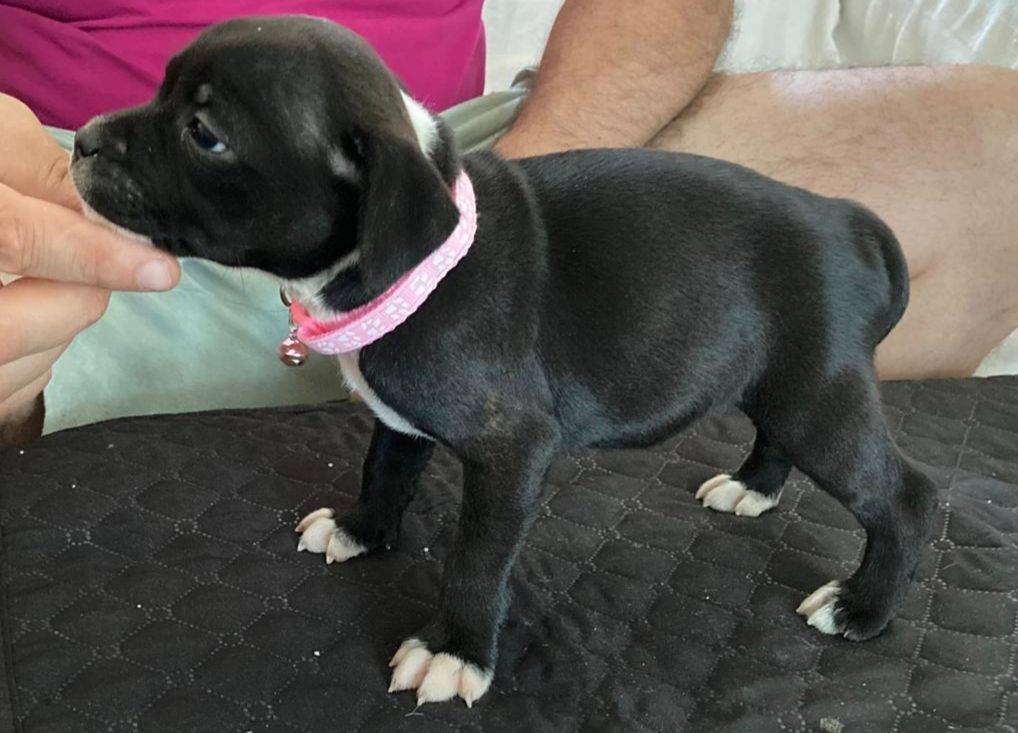 Du Domaine De Sabinus - Chiots disponibles - Staffordshire Bull Terrier