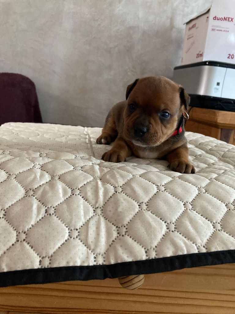 Du Domaine De Sabinus - Chiots disponibles - Staffordshire Bull Terrier