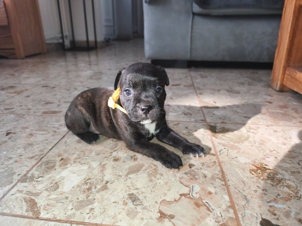 Du Domaine De Sabinus - Chiots disponibles - Staffordshire Bull Terrier