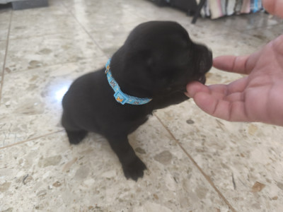 Chiot N°3