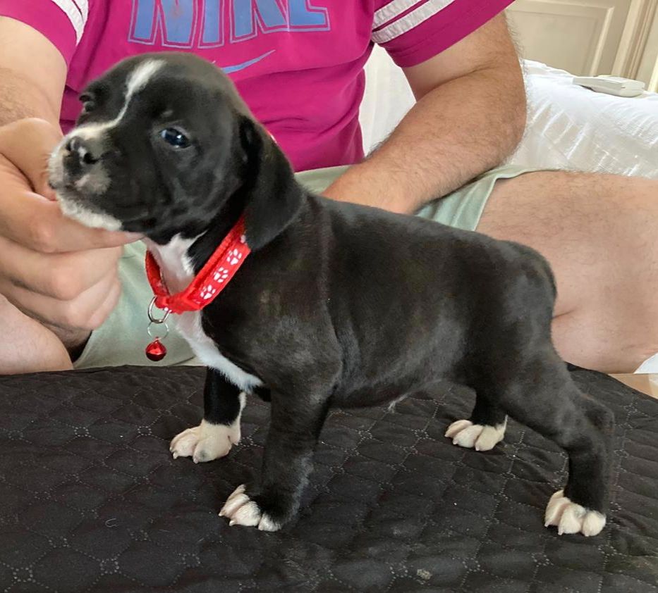 Du Domaine De Sabinus - Chiots disponibles - Staffordshire Bull Terrier