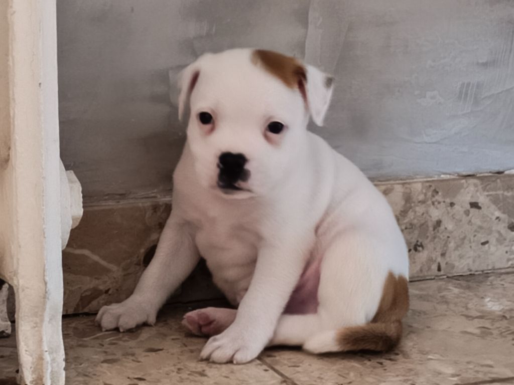 Du Domaine De Sabinus - Chiots disponibles - Staffordshire Bull Terrier