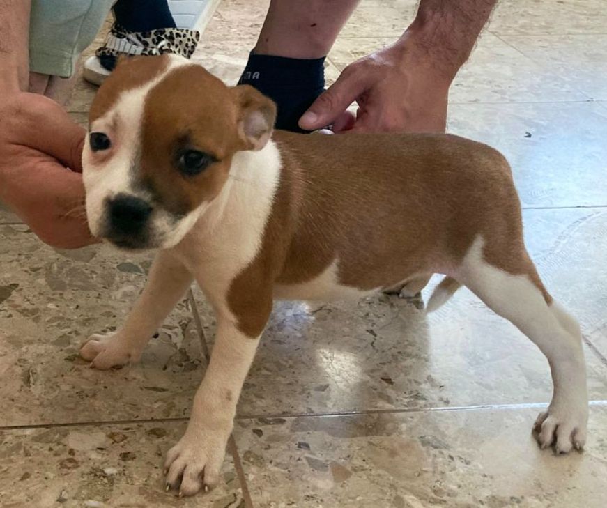 Du Domaine De Sabinus - Chiots disponibles - Staffordshire Bull Terrier