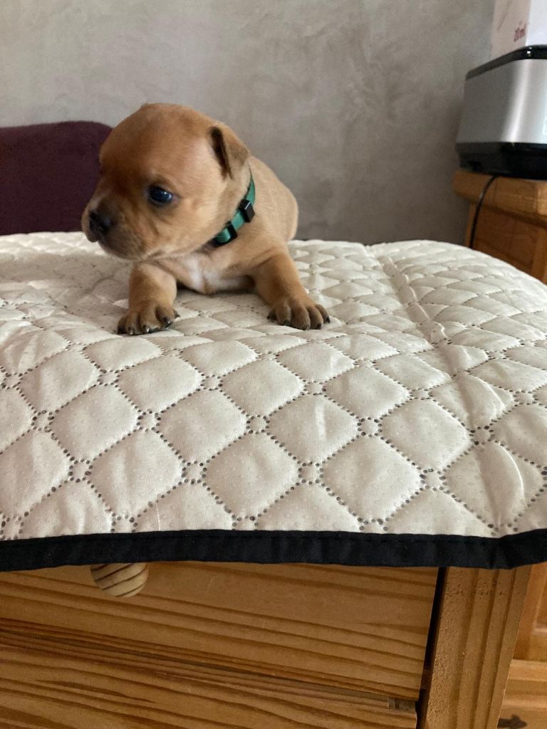 Du Domaine De Sabinus - Chiots disponibles - Staffordshire Bull Terrier