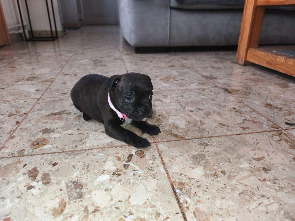 Du Domaine De Sabinus - Chiots disponibles - Staffordshire Bull Terrier