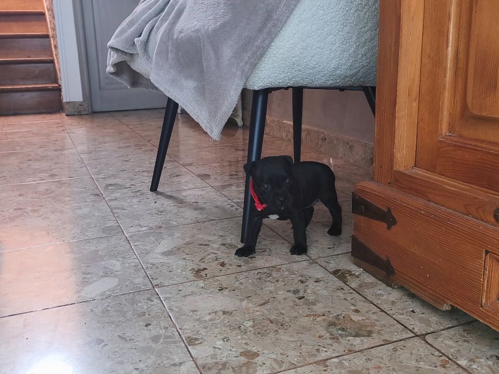 Du Domaine De Sabinus - Chiots disponibles - Staffordshire Bull Terrier