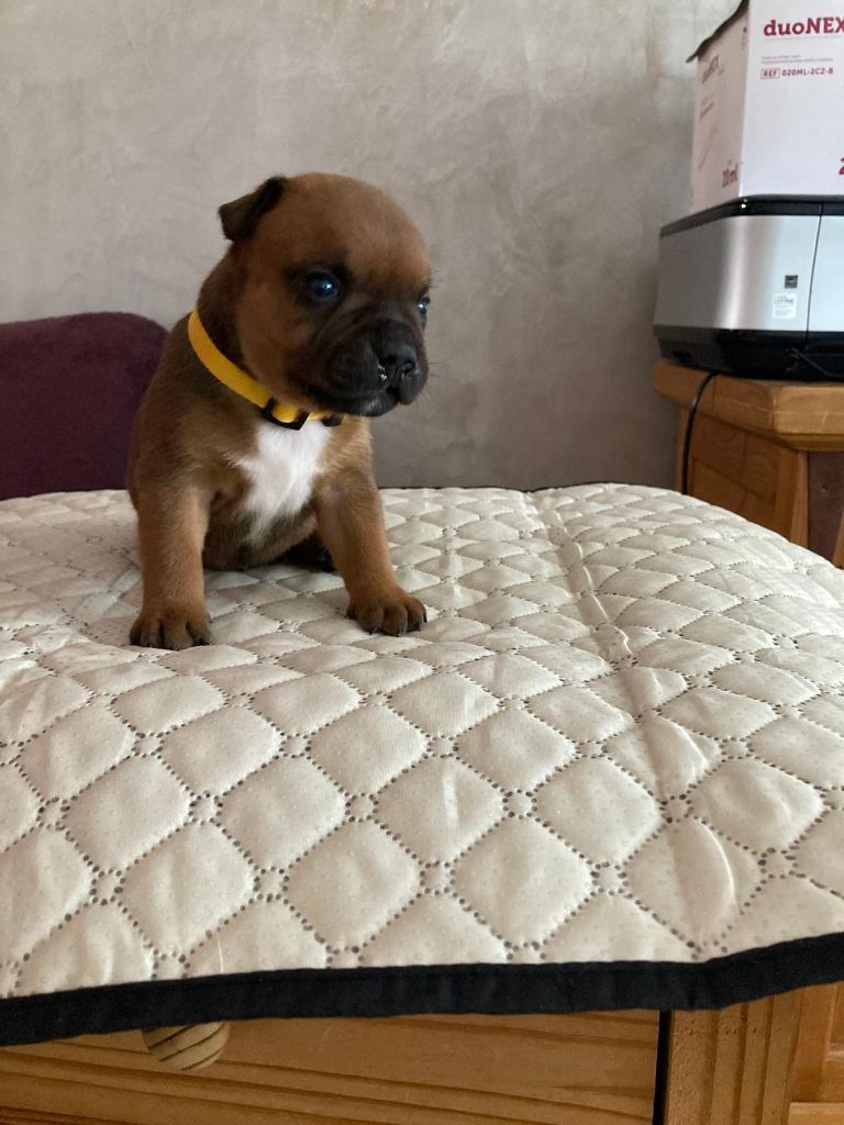 Du Domaine De Sabinus - Chiots disponibles - Staffordshire Bull Terrier
