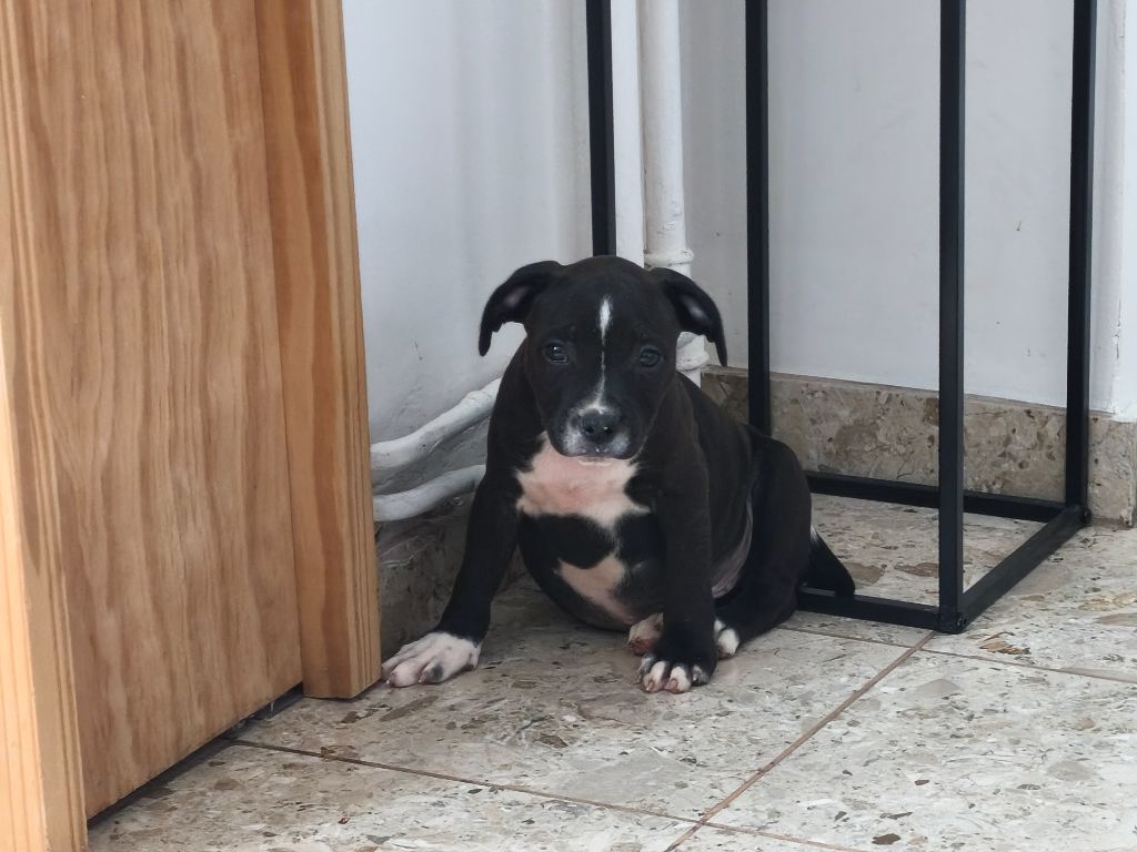 Du Domaine De Sabinus - Chiots disponibles - Staffordshire Bull Terrier