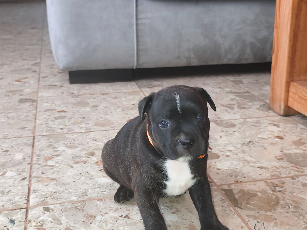 Du Domaine De Sabinus - Chiots disponibles - Staffordshire Bull Terrier