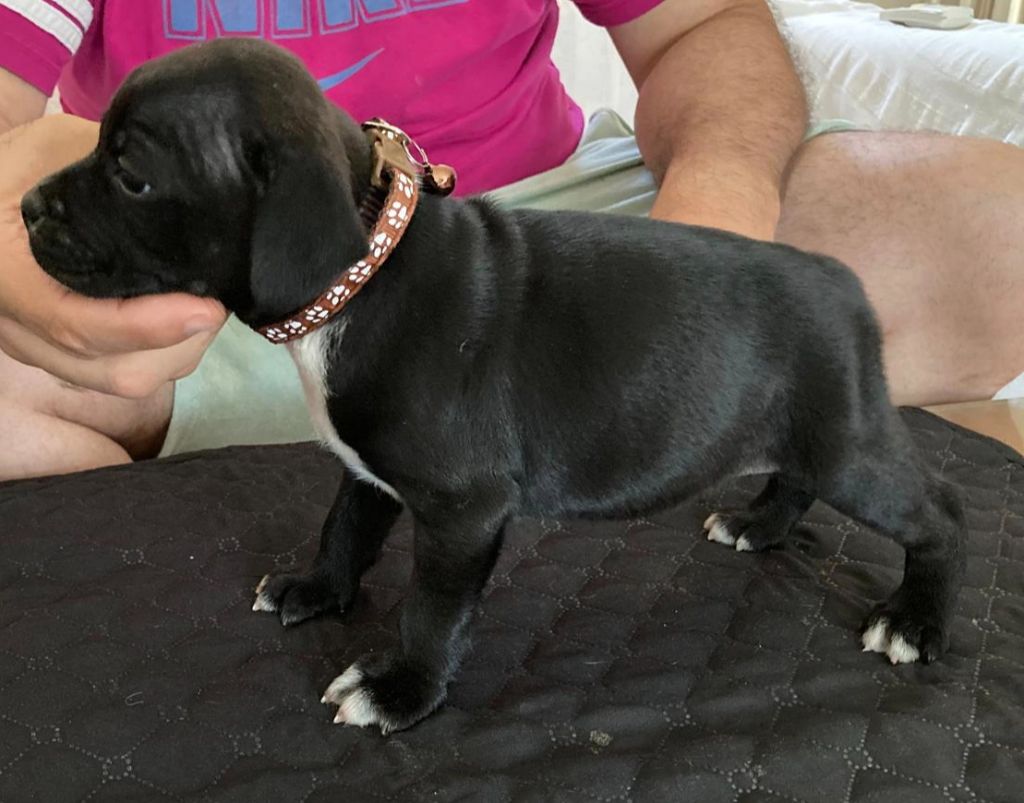 Du Domaine De Sabinus - Chiots disponibles - Staffordshire Bull Terrier