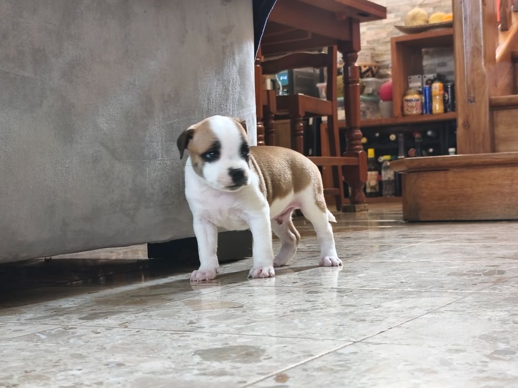 Du Domaine De Sabinus - Chiots disponibles - Staffordshire Bull Terrier